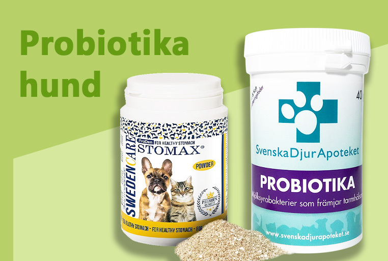 Probiotika hund thumbnail bild